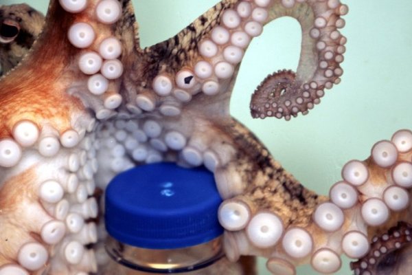 Kraken ссылка актуальная